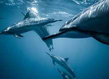 大胡子：没有料到艾弗森会这么爱我，他永远是我的偶像&amp;amp;好大哥